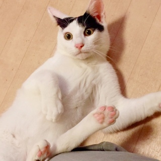 ※17/10/30更新 6ヶ月強 モノトーン兄妹4