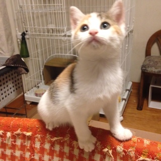 可愛い三毛猫ノンタン♪