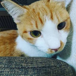 スリごろオニちゃん【じんべぇ】