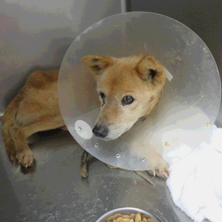 おじいちゃん犬の家族を募集します