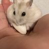 イエロージャンガリアン！ サムネイル2