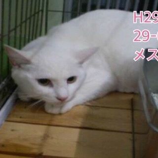 真っ白で綺麗な猫ちゃん