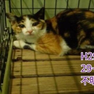 可愛いミケちゃん