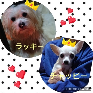 里親見つかりました！ありがとう