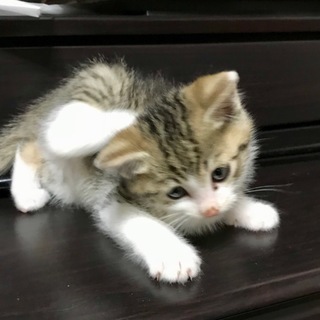 里親募集　生後およそ５～６週目ほどの子猫です