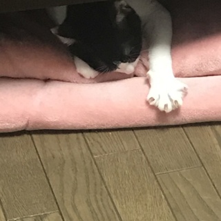 ふわふわで可愛いにゃんこ
