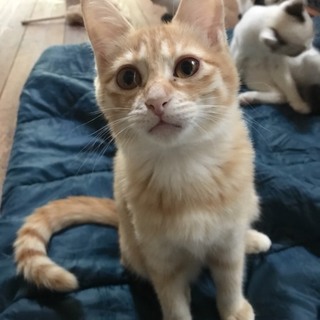 ありがとうございました