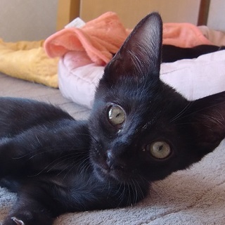 元気な甘えん坊♪デビー