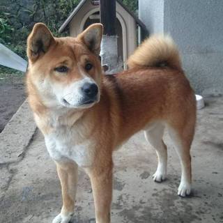 （調整中）柴系8か月の♂（去勢済）