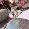 リボンちゃん