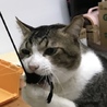 キャットピア(旧ニャンとぴあ)(保護活動者)