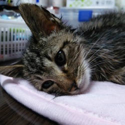 第11回　戸田ニャンコおたすけ隊　猫里親会開催