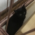 新しい家族が決まりました。