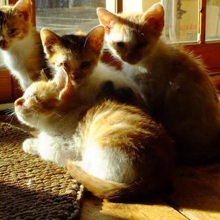 生後2か月半の人懐こい茶白子猫2匹