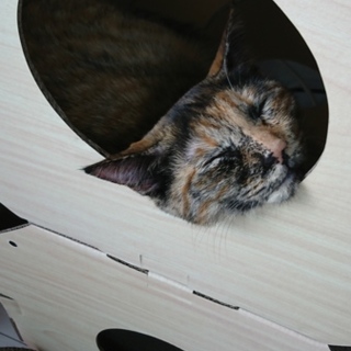 ちょっとビビりな女の子