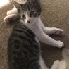 可愛い子猫ちゃんの里親募集中 サムネイル3