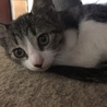 可愛い子猫ちゃんの里親募集中 サムネイル4