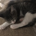 可愛い子猫ちゃんの里親募集中