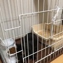 甘えん坊な黒猫