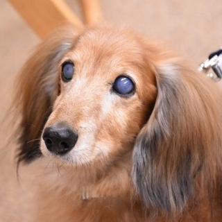 甘えん坊のシニアダックスくんです