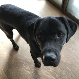 飼い主の高齢、病気入院で困っております。