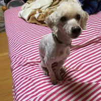 松田 アンディ
