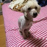 松田 アンディ
