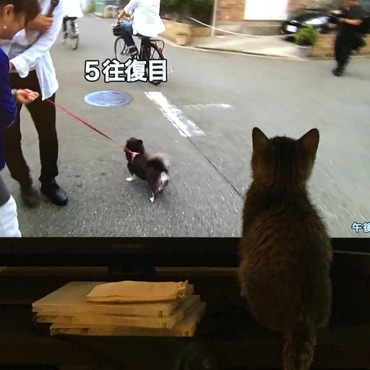 ナイトスクープ鑑賞中