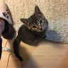 このあと飛びかかってきます