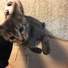 飛びかかり1