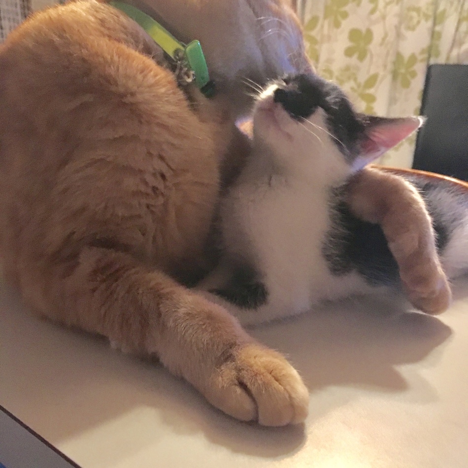 ソイのカバー写真