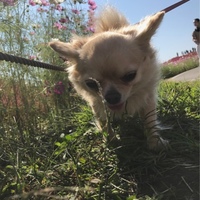 はな