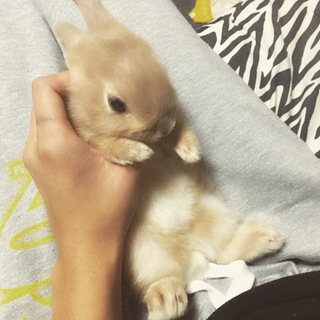 ネザーランドドワーフ