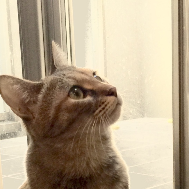 カナ...のカバー写真