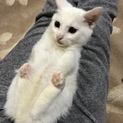 真っ白のかわいい子猫