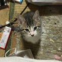 里親募集中