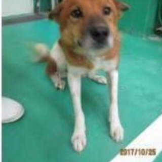 全国で里親様を募集します！