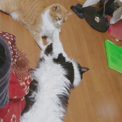 「びょーん」サムネイル2