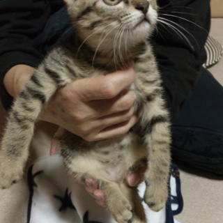 キジトラ男の子　里親様募集中です