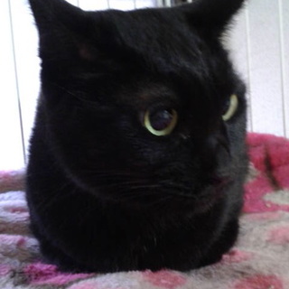 小柄で怖がりだけど甘えたなエリちゃん。再投稿