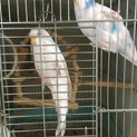セキセイインコの里親さん探してます