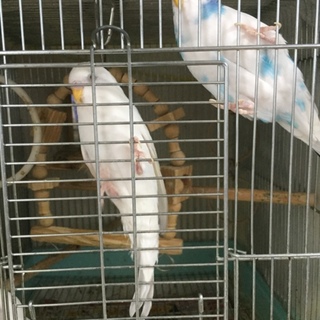 セキセイインコの里親さん探してます