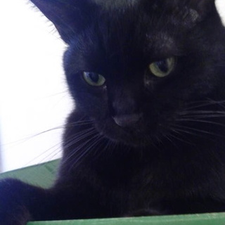 根気よく愛情かけて可愛がってほしい。リキ君。再投稿