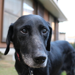 穏やかな黒ラブの女の子