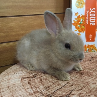 子うさぎ里親募集