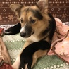 うえだー