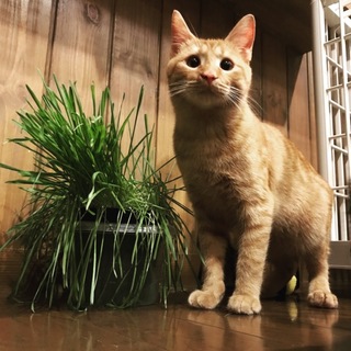 ５〜６ヶ月の茶トラ男の子に愛を！