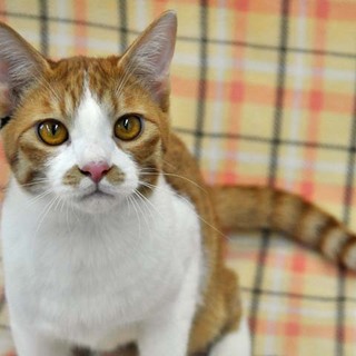 0.1％三毛猫★男の子のかめ君