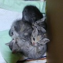 （11.20　里親募集一時停止）■子猫３匹里親募■