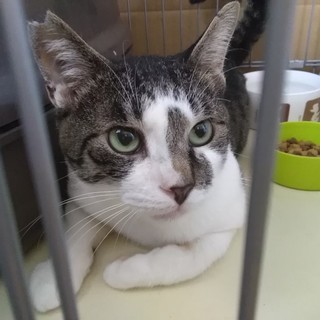 単頭飼育希望【ポン汰】